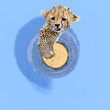 360 degree view of Wild african cheetah