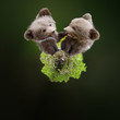 360 degree view of Two young brown bear cub in the fores