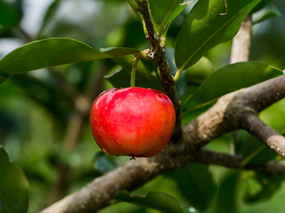 Close up red Acerola Cherry.