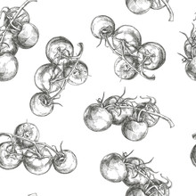 Vector Seamless Pattern With Fresh Vegetables. Vintage Hand Drawn Illustration Of Tomatoes On Vine Isolated On White. Botanical Texture In Sketch Style.