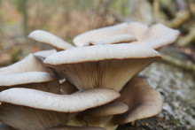 Oyster Mushroom Cluster
