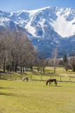 Fototapeta Konie - Idyllic landscape in the Alps with fresh green meadows  and horses . snowcapped mountain tops in the background