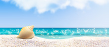 A Solitaire Shell Solitary Shell Free Stock Photo - Public Domain Pictures