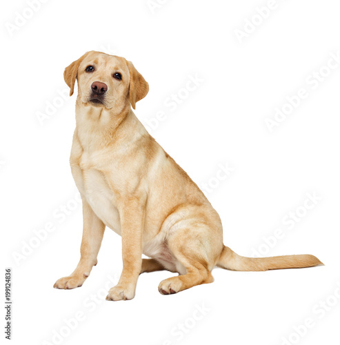 labrador puppy looking at white background Poster Mural XXL