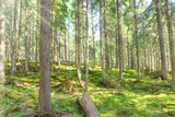 Fototapeta Las - Morning in green spring forest with pine trees
