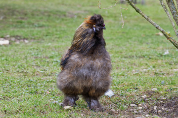 Wall Mural - Chinese silky bantam chicken with blurred background