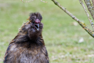 Wall Mural - Chinese silky bantam chicken with blurred background