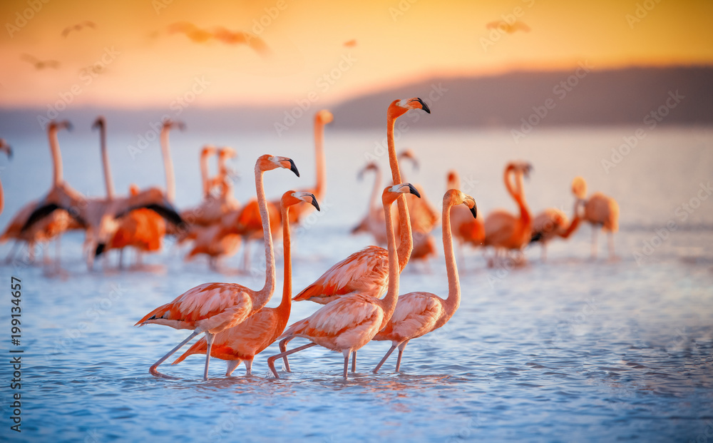 pink flamingos in sun - obrazy, fototapety, plakaty 
