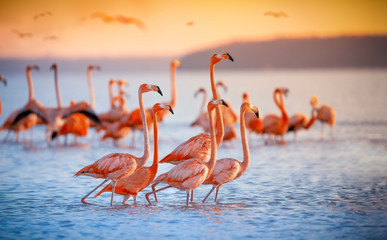 Naklejka flamingo stado piękny krajobraz