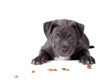 Pit Bull Puppy With A Blue Eye Lies And Eats Dry Food. Isolated On White Background