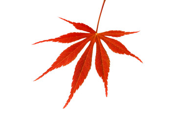 japanese maple leaf