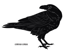 Black Crow. Corvus Corax