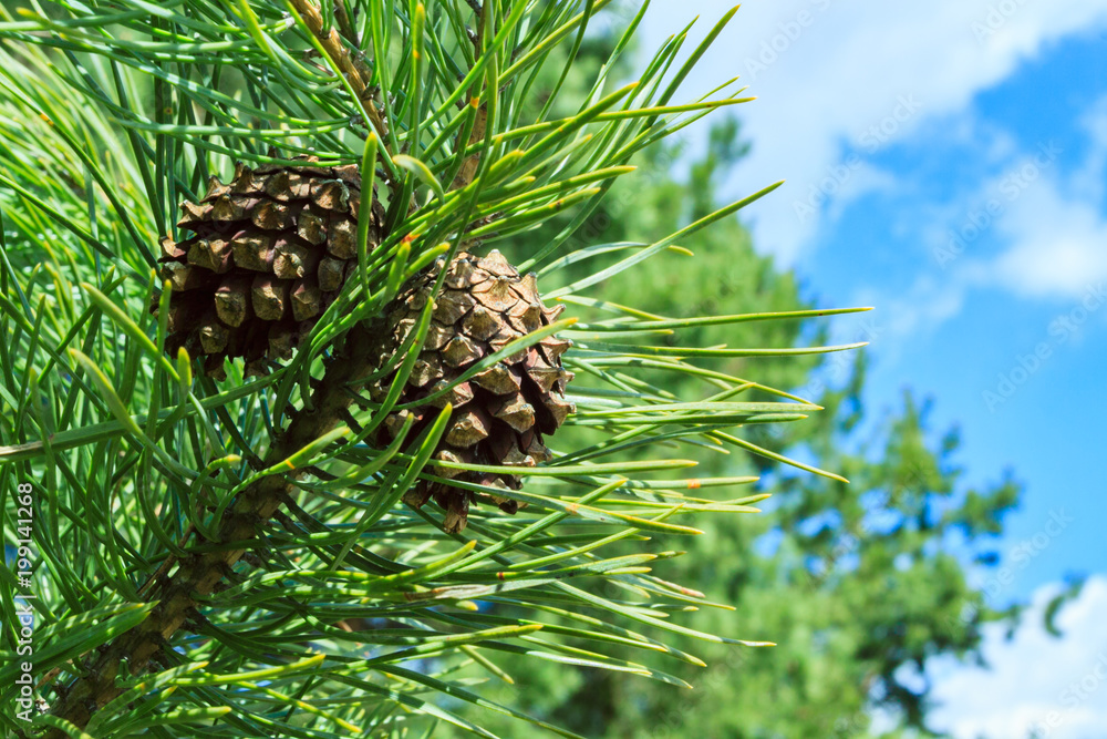 A branch of a pine tree with green needles and a pine cone on a background of a blurred blue sky. - obrazy, fototapety, plakaty 