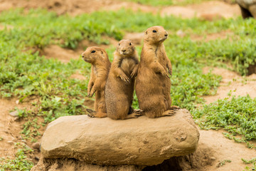 Three Prairie Dogs