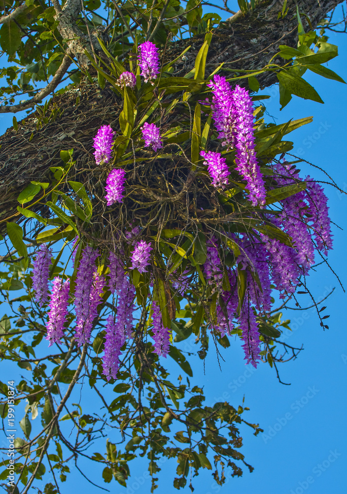 branch of foxtail orchid Stock Photo | Adobe Stock