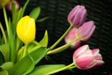 Fototapeta Tulipany - Dutch Pink Purple Yellow Tulips In Water With Green Leaves