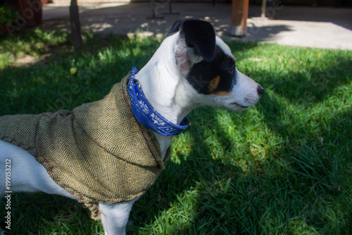 Fotografía El Cachorro Floki preocupado