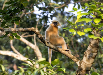 Wall Mural - Golden Langoor