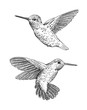 Set of 2 hand drawn hummingbirds on white background.Elements for design.