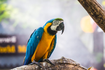 Macaw bird,Parrots standing on wood, 
