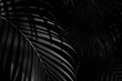 palm leaf in the forest - monochrome