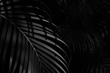 Palm Leaf In The Forest - Monochrome