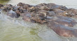 Buffalo nageur-Buffle traversent la rivière