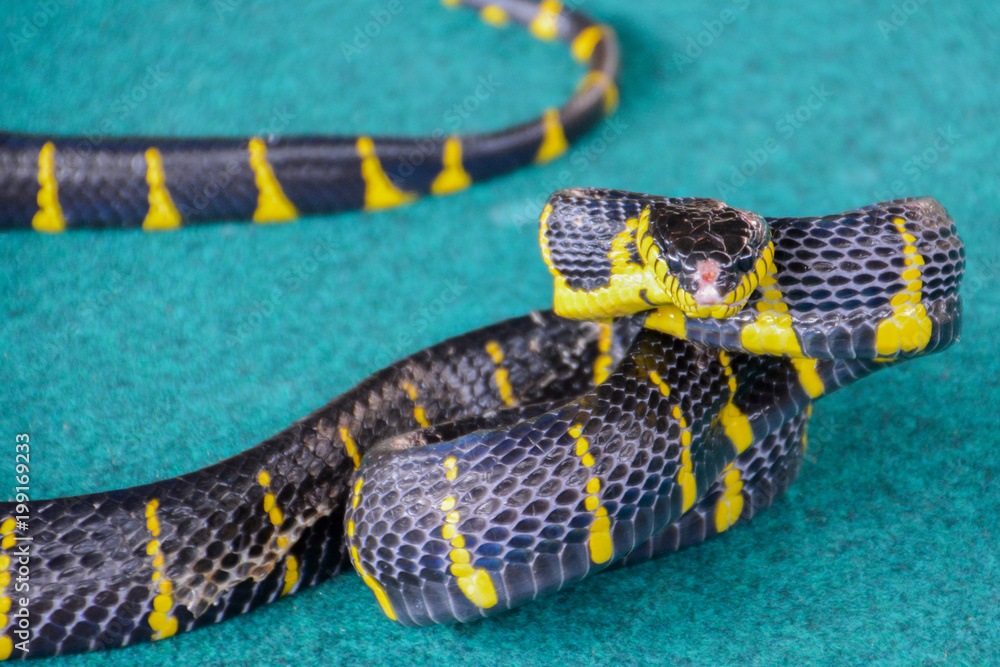 boiga dendrophila melanota Banded mangrove snake (Boiga dendrophila melanota). Thailand. Stock Photo