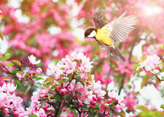 Wall Mural - cute bird tit flies waving her wings to a blooming spring apple tree branch in may