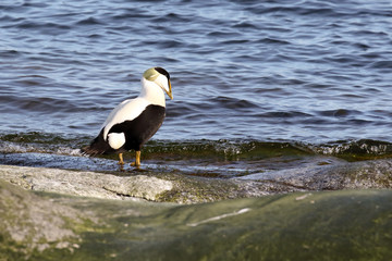 Eider