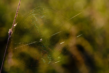 Wall Mural - Cobweb with spider in the center shimmers with all the colors