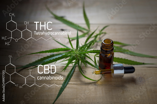Fotomural Medicinal cannabis with extract oil in a bottle of Formula CBD THC