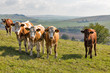 © Panama - herd of cows grazing on a high hill pasture