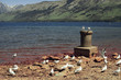 Gaviotas en la orilla de un lago de arenas arcillosas de color cobre, aglutinadas junto a un noray de hierro