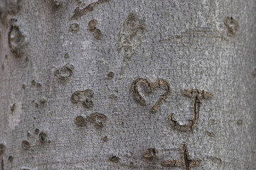 Wall Mural - North American beech bark