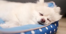 Pomeranian Dog Sleep On Bed At Home
