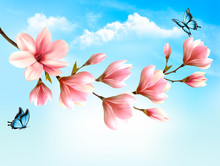 Nature Spring Background With Beautiful Magnolia Branches And Blue Sky. Vector.