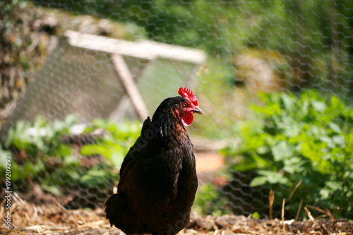 Poule Noir Au Poulailler Buy This Stock Photo And Explore Similar