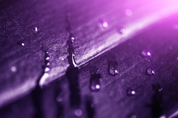 Wall Mural - Plant leaf with water drops and light, macro shot. Ultra violet or purple color toned as abstract background for design