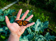 Getting A Handle On Your Butterfly Garden