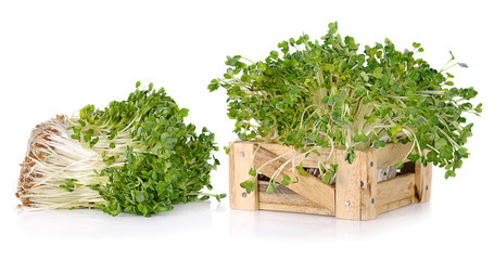 Fresh sprouts isolated on white background.