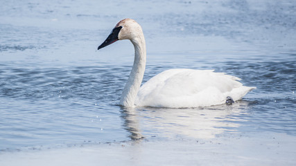 A lonely swan is swimming at icy lake in early spring of Minnesota