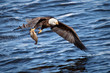 Bald eagle snatching a fish from water