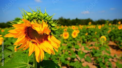 Plakat Słonecznikowy pole dla żniwa ziarna na zima sezonie na Thailand