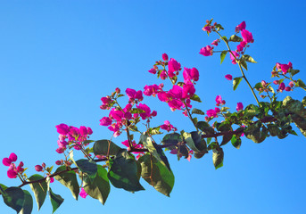 Wall Mural - Bougainvillea glabra choisy or paper flower,on the trees on the sky background.