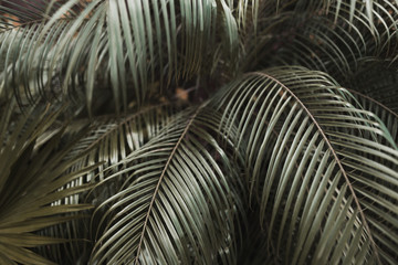 Fototapete - close up dark brown Tropical big palm leaves in exotic country. concept of foreign background, summer plants or nature and travel