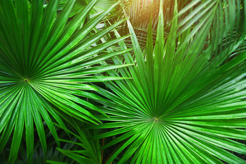 Fototapete - close up green Tropical big palm leaves with sunlight in exotic country. concept of foreign background, summer plants or nature and travel