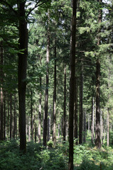 Fototapeta las krajobraz drewno pnia drzewa 