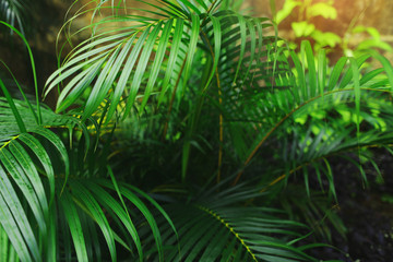 Fototapete - green exotic Tropical big palm leaves with sunlight in Asia country Thailand Phuket Landscape Holiday . concept of wallpaper background, summer plants or nature and travel