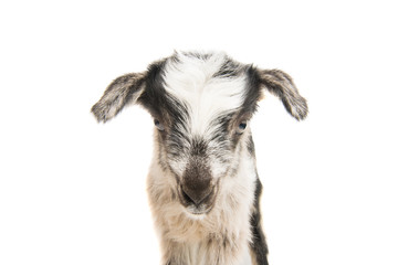 Canvas Print - young goats isolated